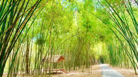 Hành trình tre từ thiên nhiên đến tác phẩm tinh tế